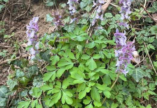 20220325073915-4fc5a9c2